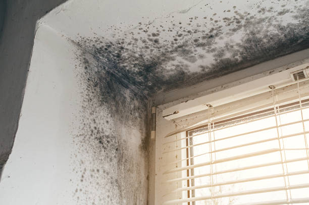 Affordable Basement Mold Remediation solutions in Niles, MI